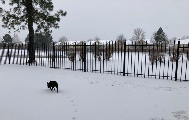 Arwen, 7 year old terrier mix, explores the snow at the Links Apartments in Fort Smith