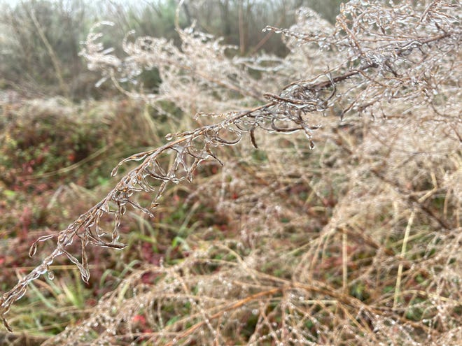 Freezing rain forms a layer of ice on branches in Hattiesburg, Miss., on Monday, Feb. 15, 2021.