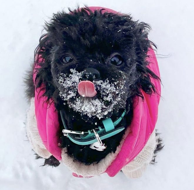 Nugget the toy poodle licks snow of their face after a winter storm in Franklin, Tenn. on Tuesday, Feb. 16, 2021.