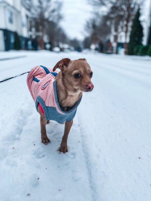 Felicity the Chiweenie is bundled up after a winter storm in Franklin, Tenn. on Tuesday, Feb. 16, 2021.