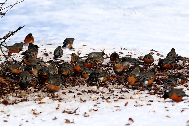 American Robins scratch for crape mytle seeds coved by snow, Thursday, Feb. 18, in Fianna Hills.