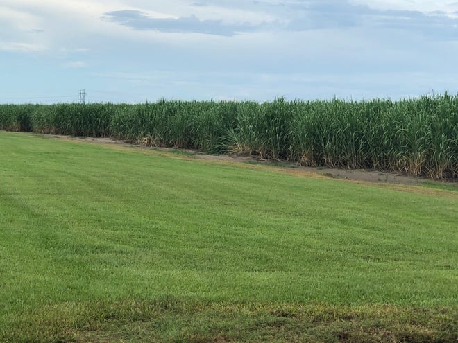 The sugar cane harvest season will continue for three months in south Louisiana.